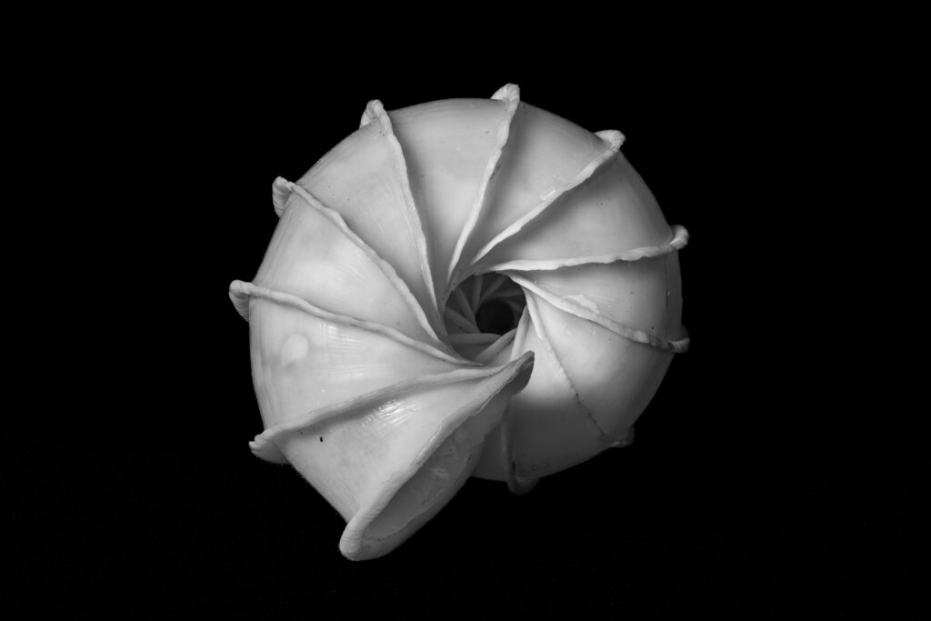 Spiral Seashell - Fine art photography print