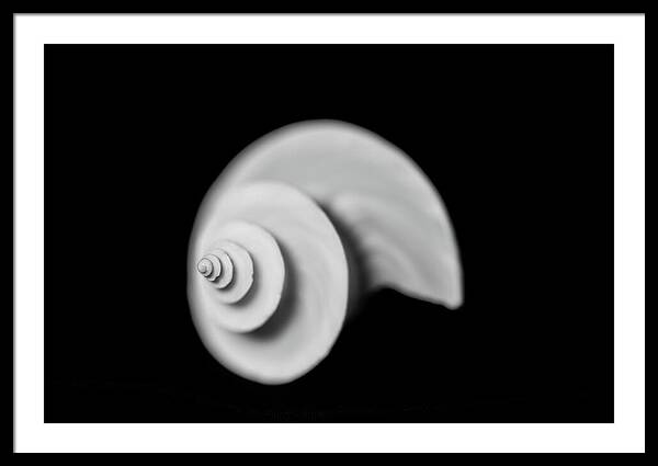Minimalist Black and White Photo of a Seashell Framed Print