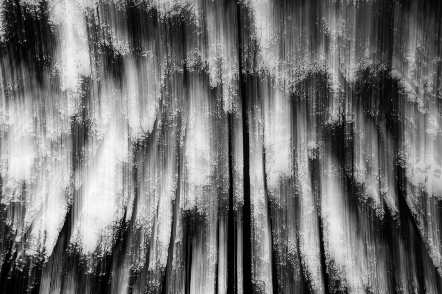 abstract-forest-icm-DSC_8373.jpg