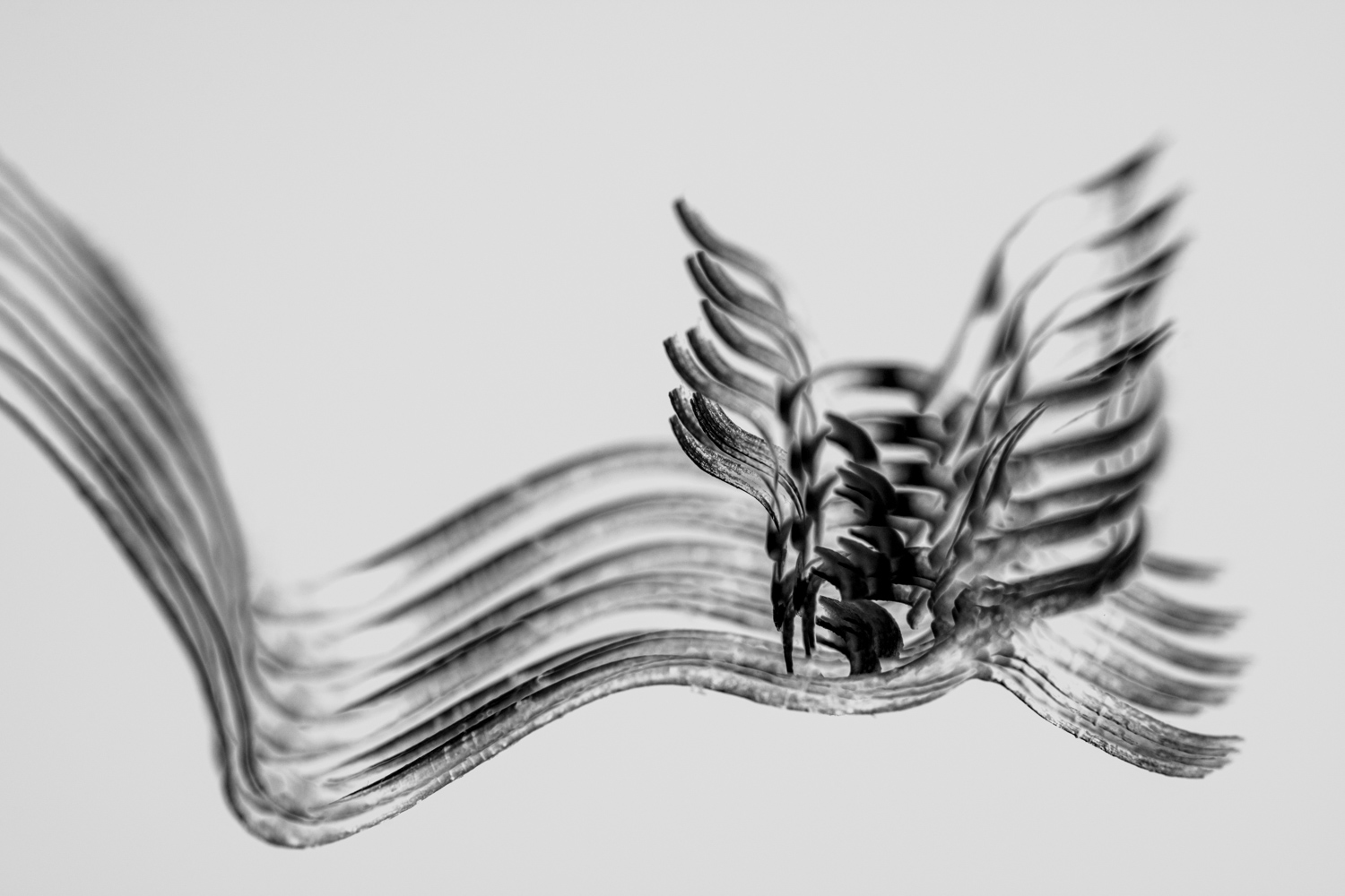 What Abstract Nature Photography Means to Me