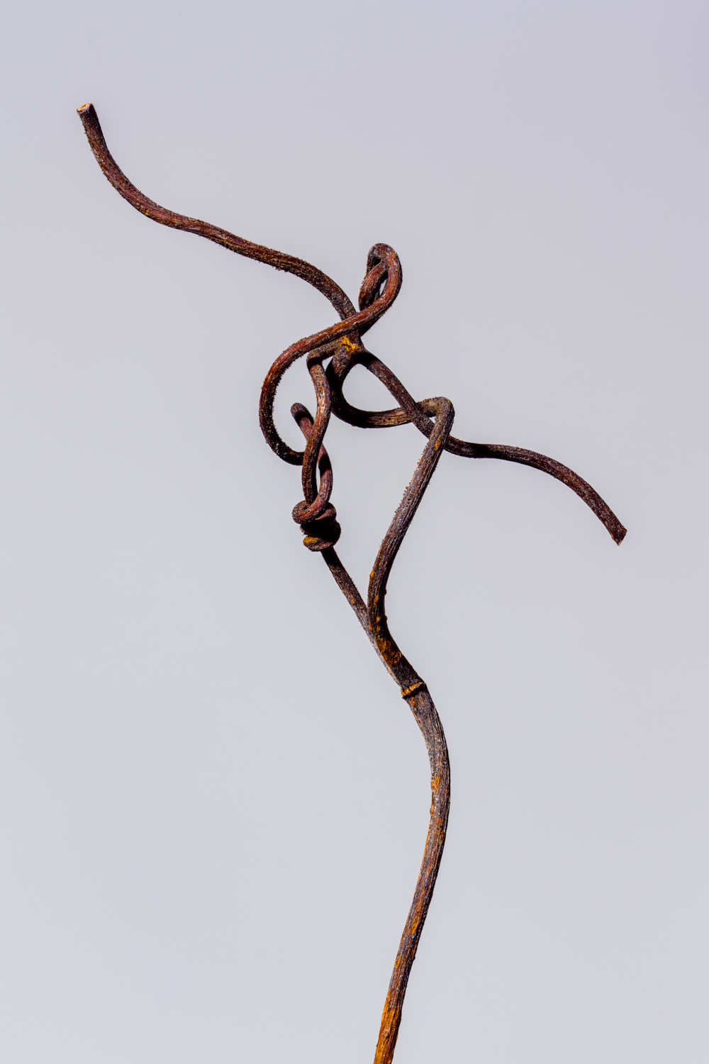 Vine dancer minimalist photography - Abstract
