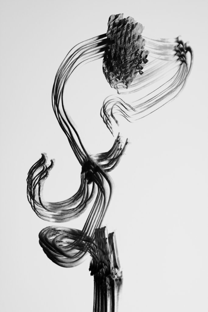 Minimalist abstract botanical photography print with layered motion lines in black and white