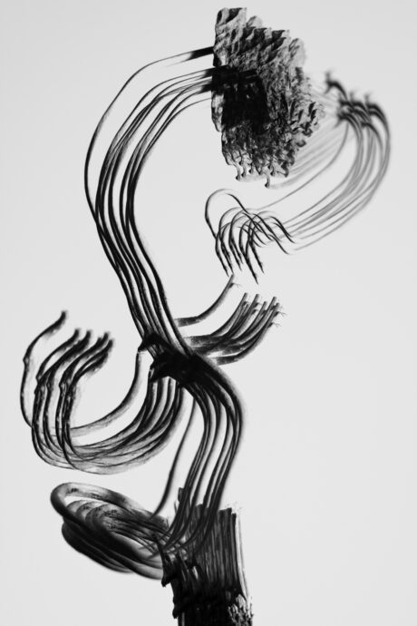 Dancing plant II. Abstract minimalist botanical fine art print with layered curves and motion in black and white - Abstract