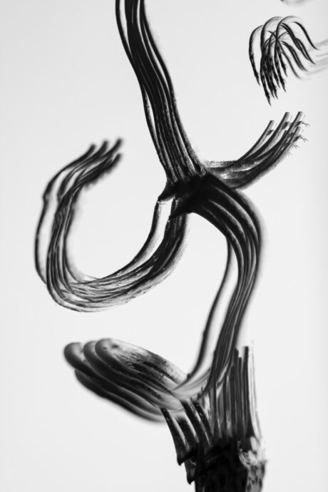 Dancing Plant III - photography by Martin Vorel - Abstract