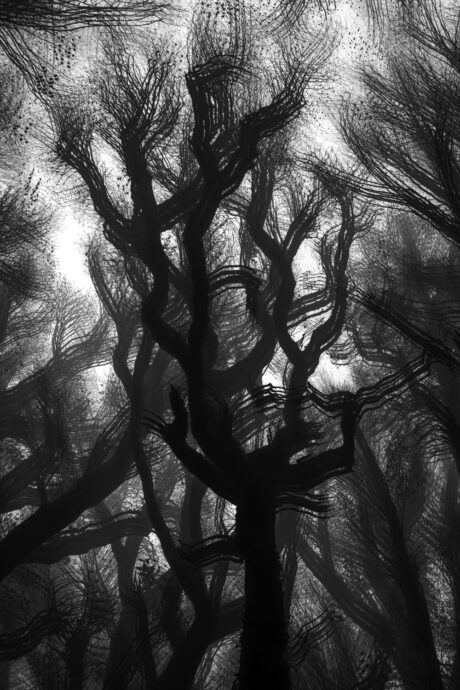 The Mystic Forest - multiexposure photography - Abstract