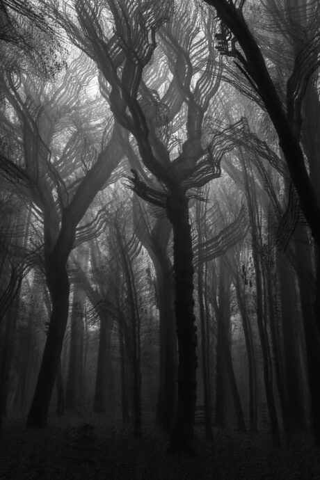 The Mystic Forest II. - multiexposure photography - Abstract