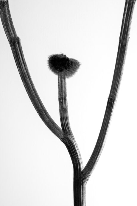 Multi-Exposure Botanical Study - Abstract