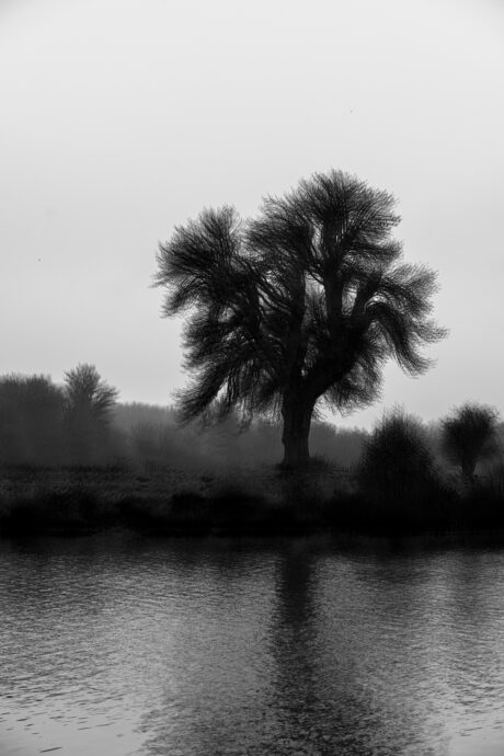 Moody Abstract Tree by the River - fine art photograph - Abstract