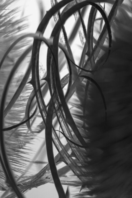 Abstract photograph: Tangle of Thorns - Abstract