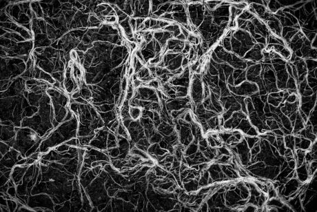 Root Map Abstract Photography - Abstract