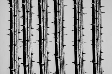 Thorns on thistle stems - fine art photography - Abstract