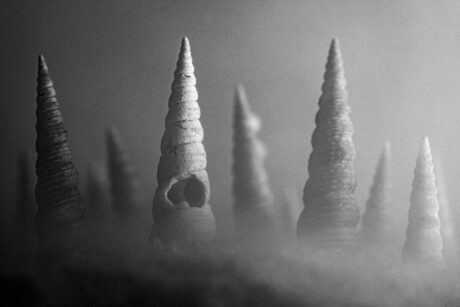 Spiral Seashells Macro Surreal Landscape Photography Print - Abstract