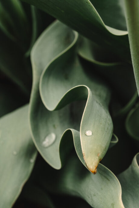 Curling Tulip Leaf with Water Drop - Abstract