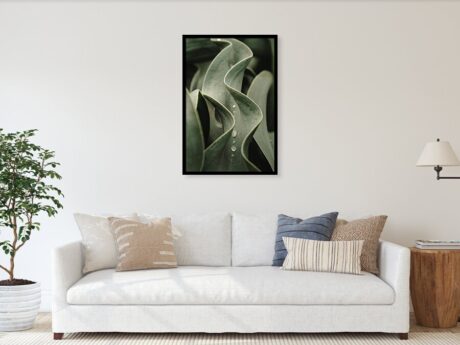 Tulip Leaf Wave Detail with Water Drops - Minimalist wall art - Abstract