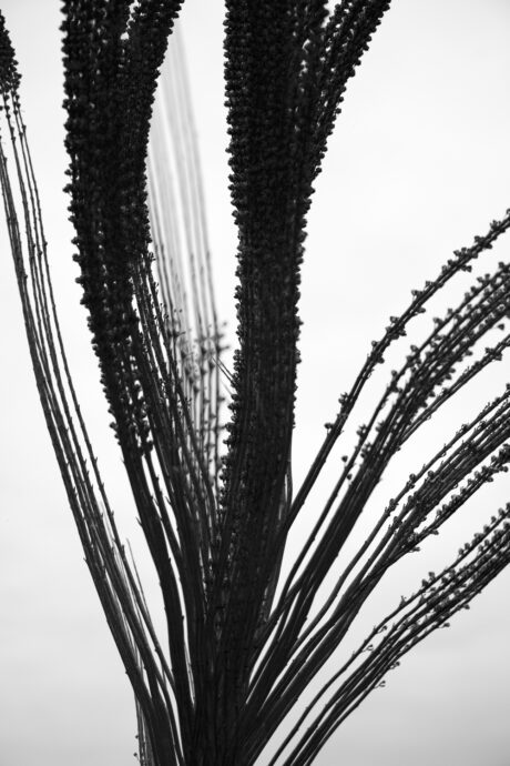 Dried Plant Stems Multiple Exposure Black and White - Abstract