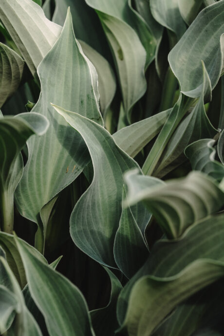 Hosta Leaves Layered Close-Up — Layered Shadows | Botanical Macro Fine Art Print