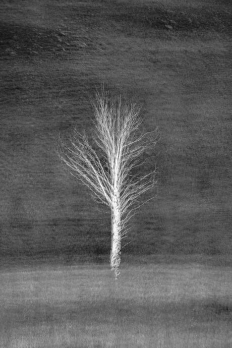 White Birch Tree Multiple Exposure Art Print - Abstract