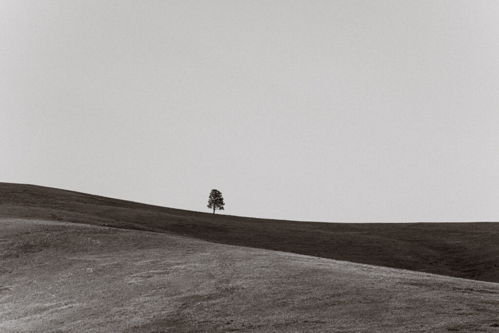 Lone Tree in Mongolian Steppe | Minimalist Black and White Photography Print