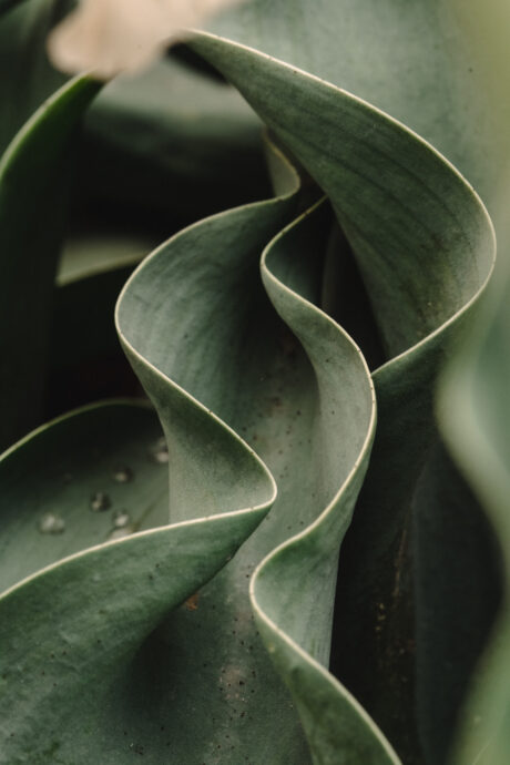 Tulip Leaf Curves Close-Up Pure Form Photography Print