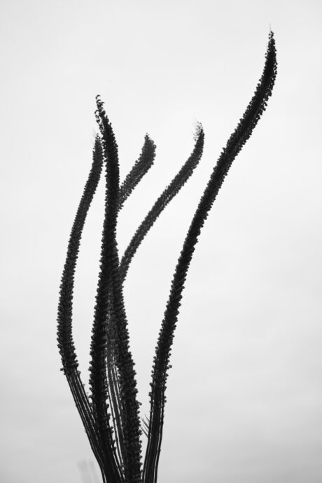 Dried Plant Stems Multiple Exposure II. - Fine Art Photography Print - Abstract