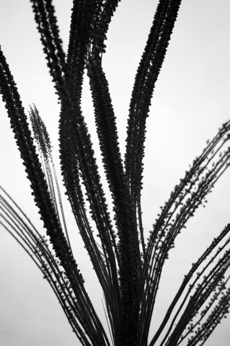 Dried Plant Stems Multiple Exposure III. - Abstract photography - Abstract